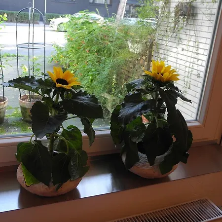 In Apartment